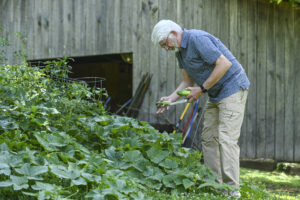 David Perdew picks up a few cucumbers.