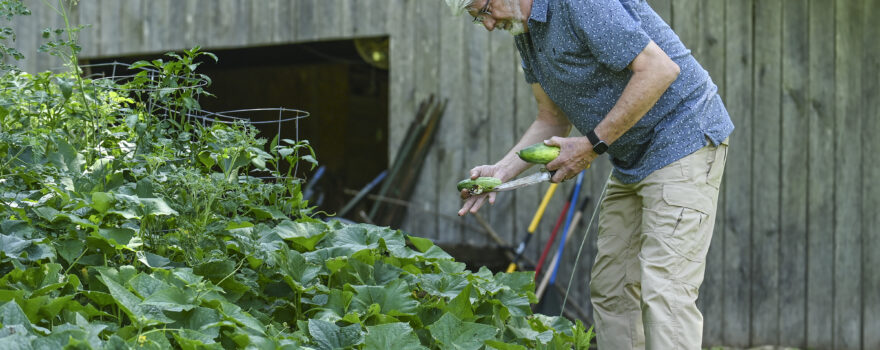 David Perdew picks up a few cucumbers.