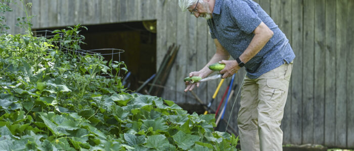 David Perdew picks up a few cucumbers.