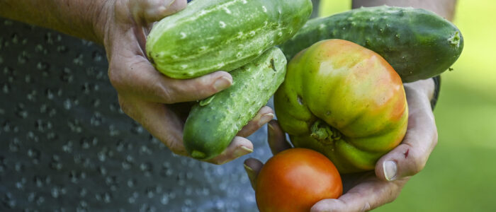 David Perdew carries back to his house produce that he collected from his vegetable garden.